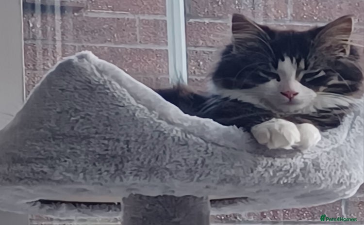 Siberian cats for sale - Advert 1