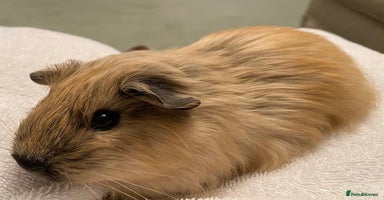 Guinea Pig rodents - Advert 4