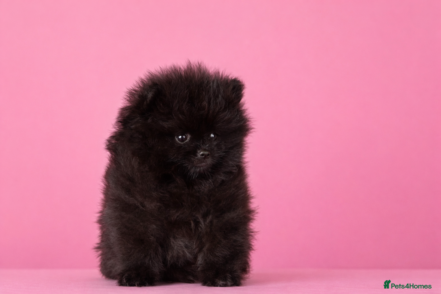 Pomeranian dogs 1 GIRL LEFT  - Advert 4