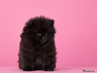 Pomeranian dogs 1 GIRL LEFT - Advert 3