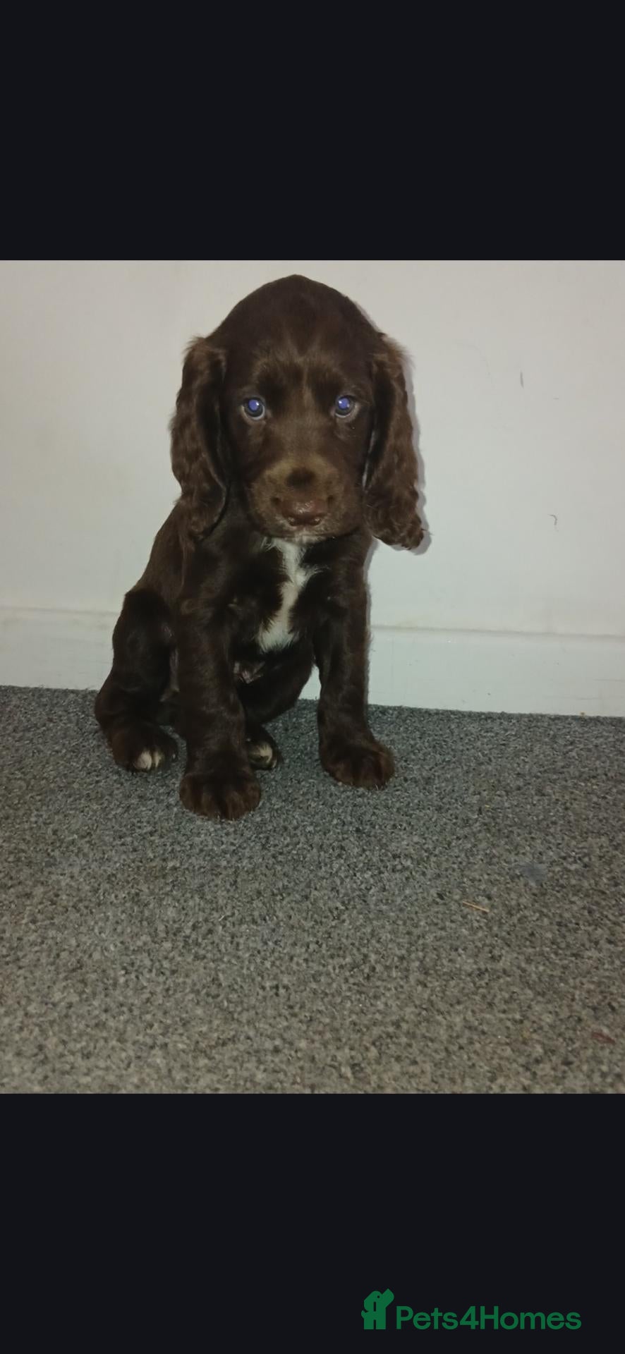 Cocker Spaniel dogs male cocker spaniel pup for sale  - Advert 17