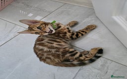 Bengal cats for sale: Stunning bengal kittens READY NOW - Image 13
