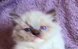 Ragdoll cats for sale: GCCF Champion Mink & blue point Ragdolls - Image 11