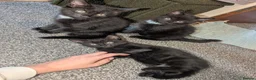 Mixed Breed cats for sale: 2 male kittens in Holywell - Advert 3
