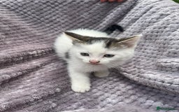 Mixed Breed cats for sale: Adorable kittens and mother looking for a new home - Image 7
