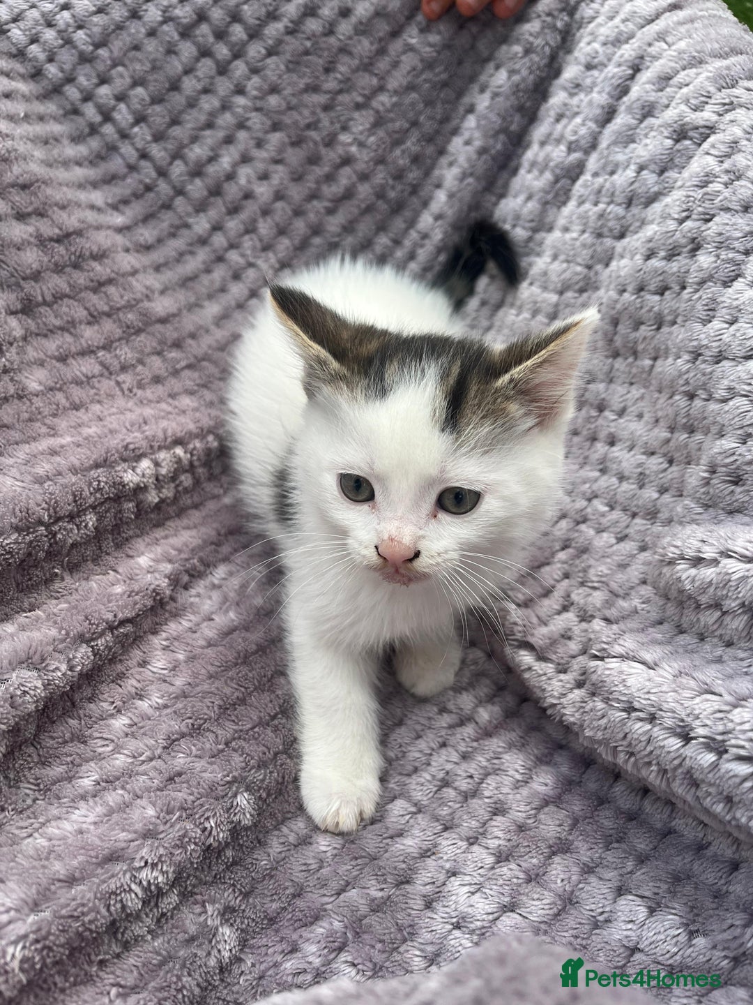 Mixed Breed cats for sale: Adorable kittens and mother looking for a new home - Image 7