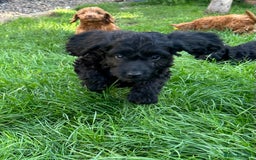 Cockapoo dogs for sale: Beautiful miniature Teddybear Cockerpoos puppies  - Image 21