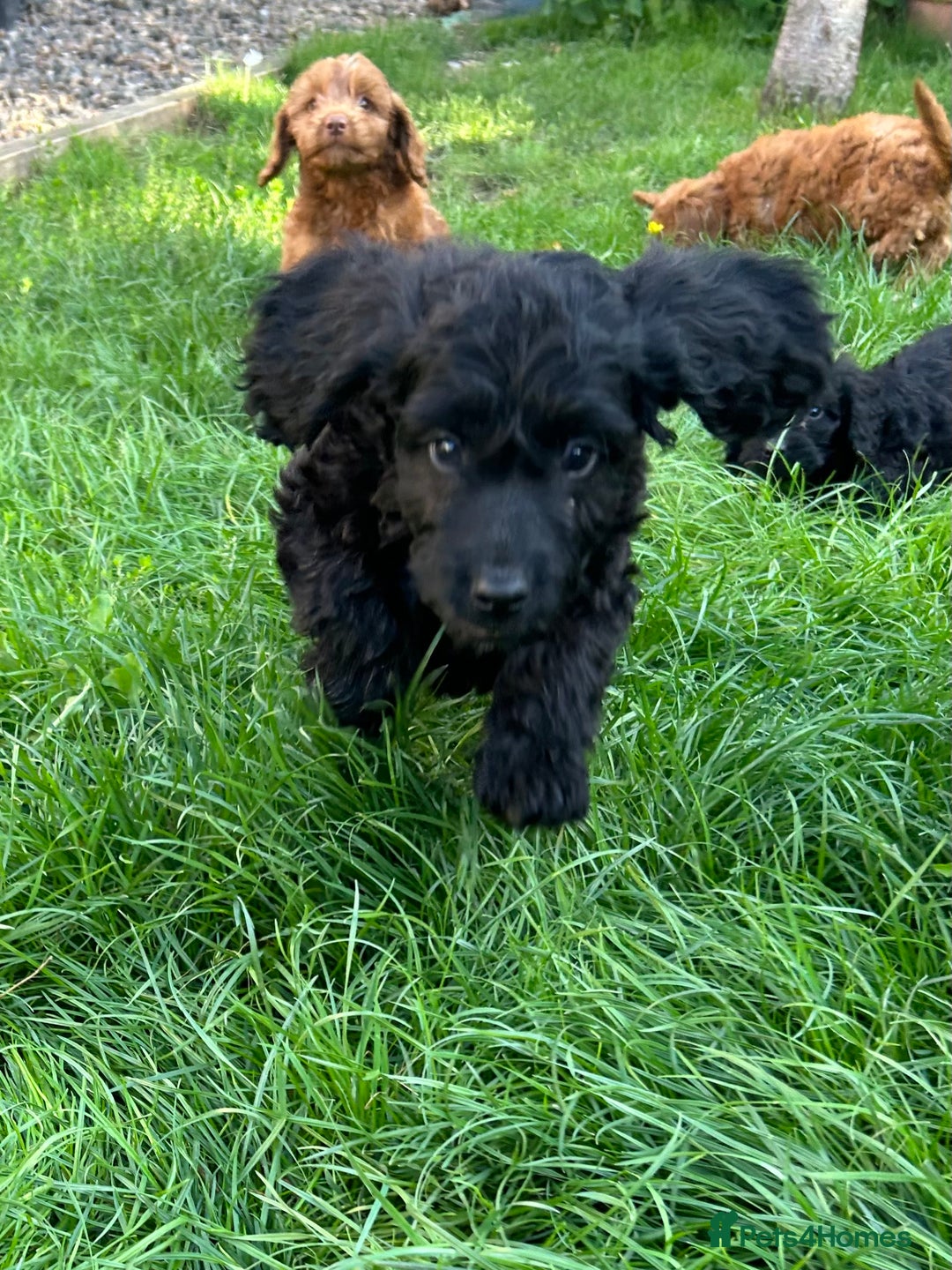 Cockapoo dogs for sale: Beautiful miniature Teddybear Cockerpoos puppies  - Image 21