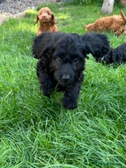Cockapoo Puppy 8