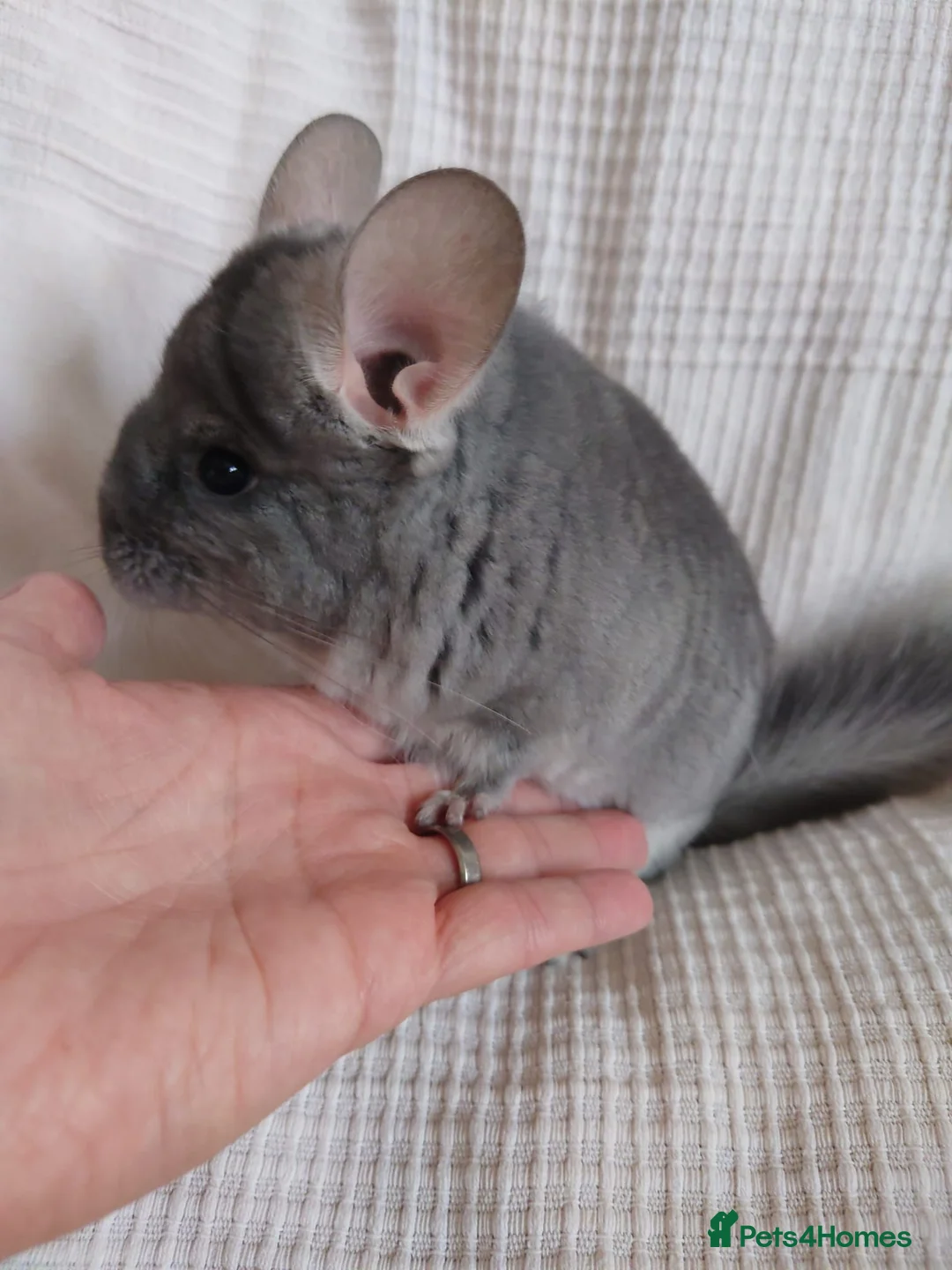 Chinchilla rodents for sale: Royal Blue RPAc male kit chinchilla - Advert 2