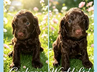Cockapoo dogs DNA CLEAR, Stunning Cockapoo, Ready 5th September - Advert 14