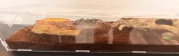 Tarantulas invertebrates for sale: Red knee tarantula  - Advert 3