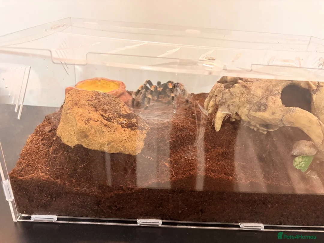 Tarantulas invertebrates for sale: Red knee tarantula  - Advert 3