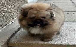 Mixed Breed dogs for sale: Pomeranian cross Shih Tzu puppies for sale - Image 3