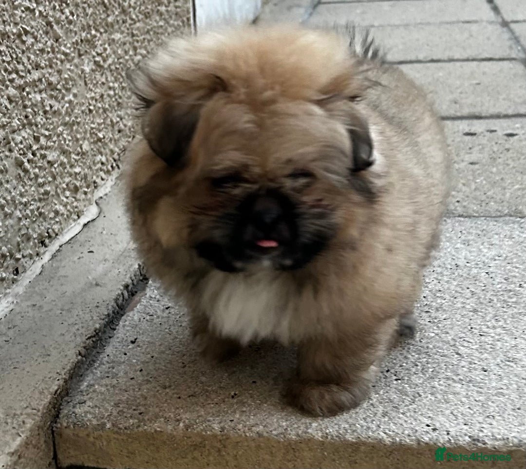 Mixed Breed dogs for sale: Pomeranian cross Shih Tzu puppies for sale - Image 3