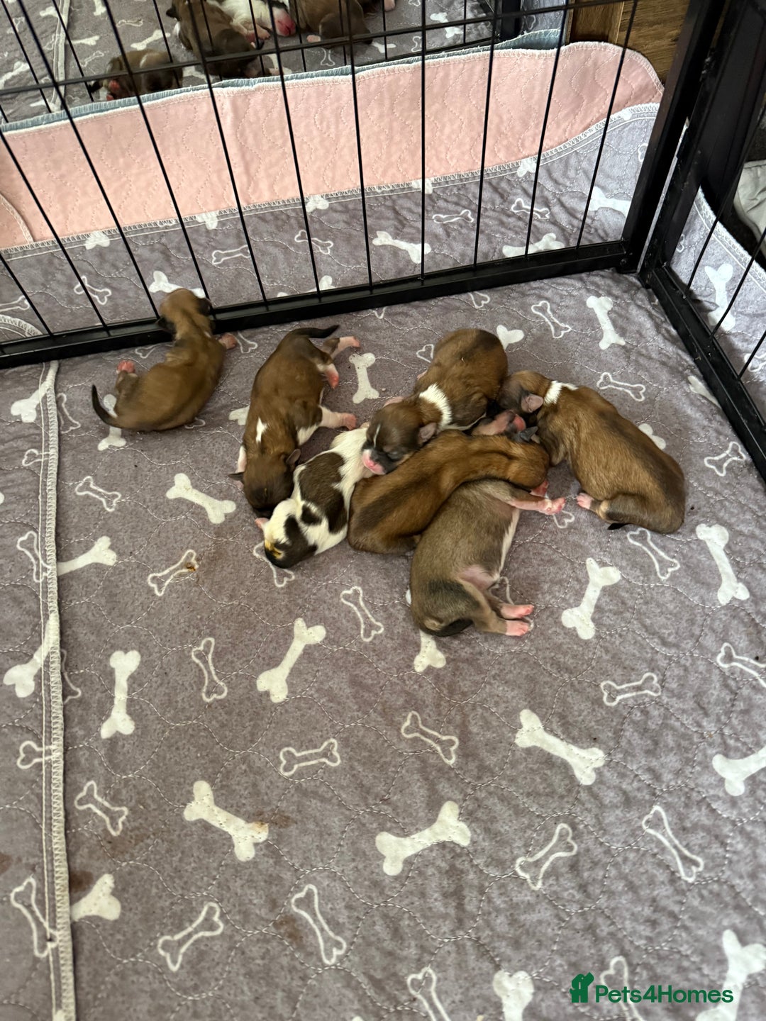 Lhasa Apso dogs for sale: 6 beautiful Lhasa apsos  - Image 20