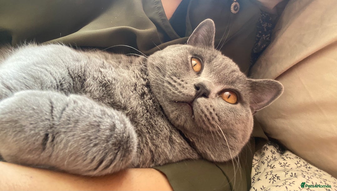 British Shorthair cats for sale: Male British Shorthair 1yr old (CHAMPA) - Image 7