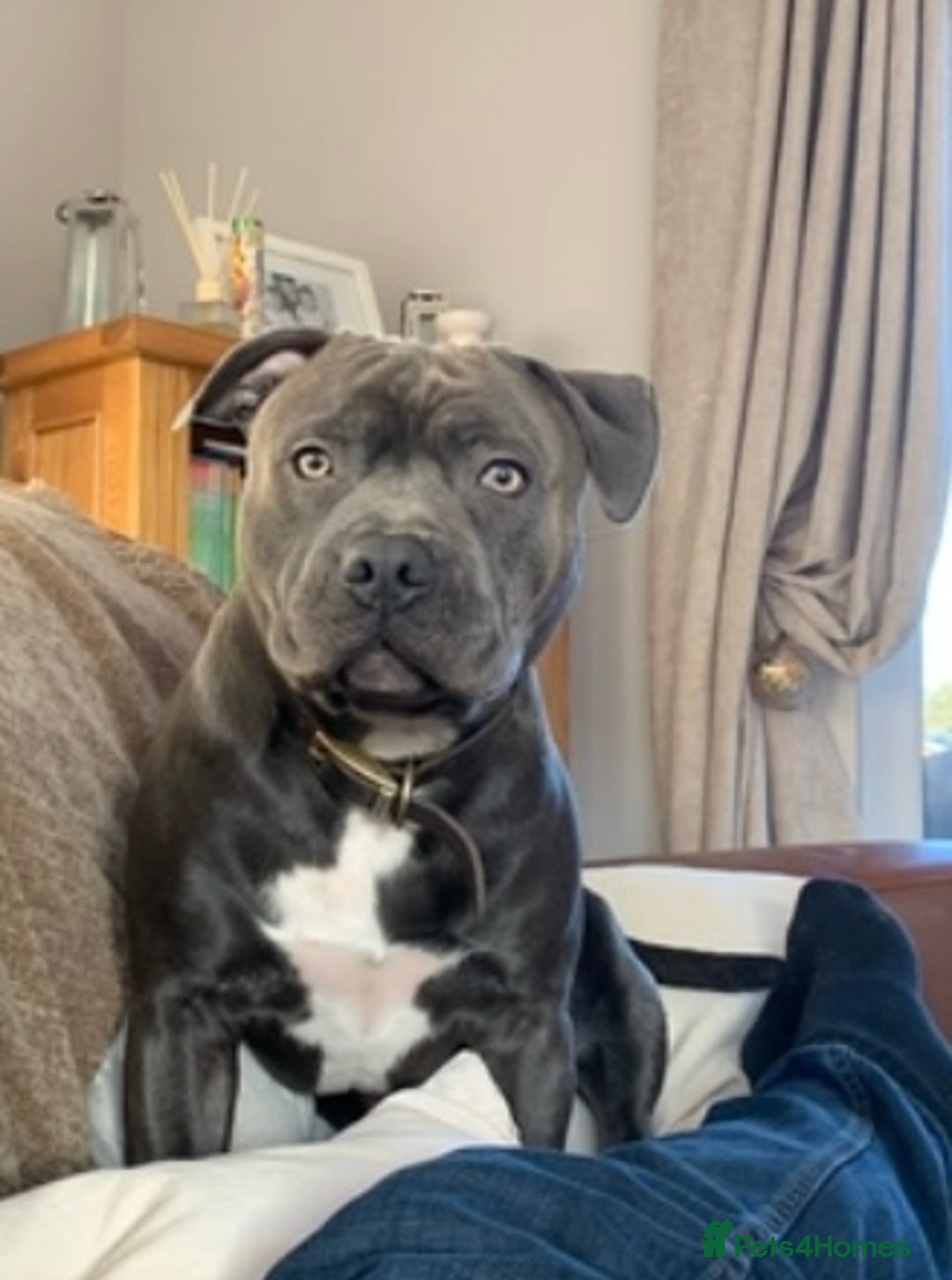 Staffordshire Bull Terrier dogs for sale: Stunning KC Blue Staffordshire Bull Terrier Pups - Image 35
