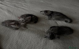 Scottish Fold cats for sale: 4 little Scottish kittens.🤍 - Image 8