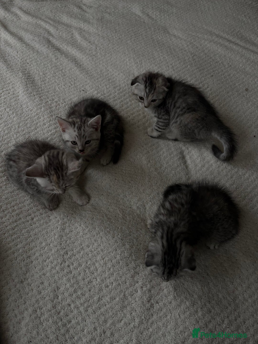 Scottish Fold cats for sale: 4 little Scottish kittens.🤍 - Image 8