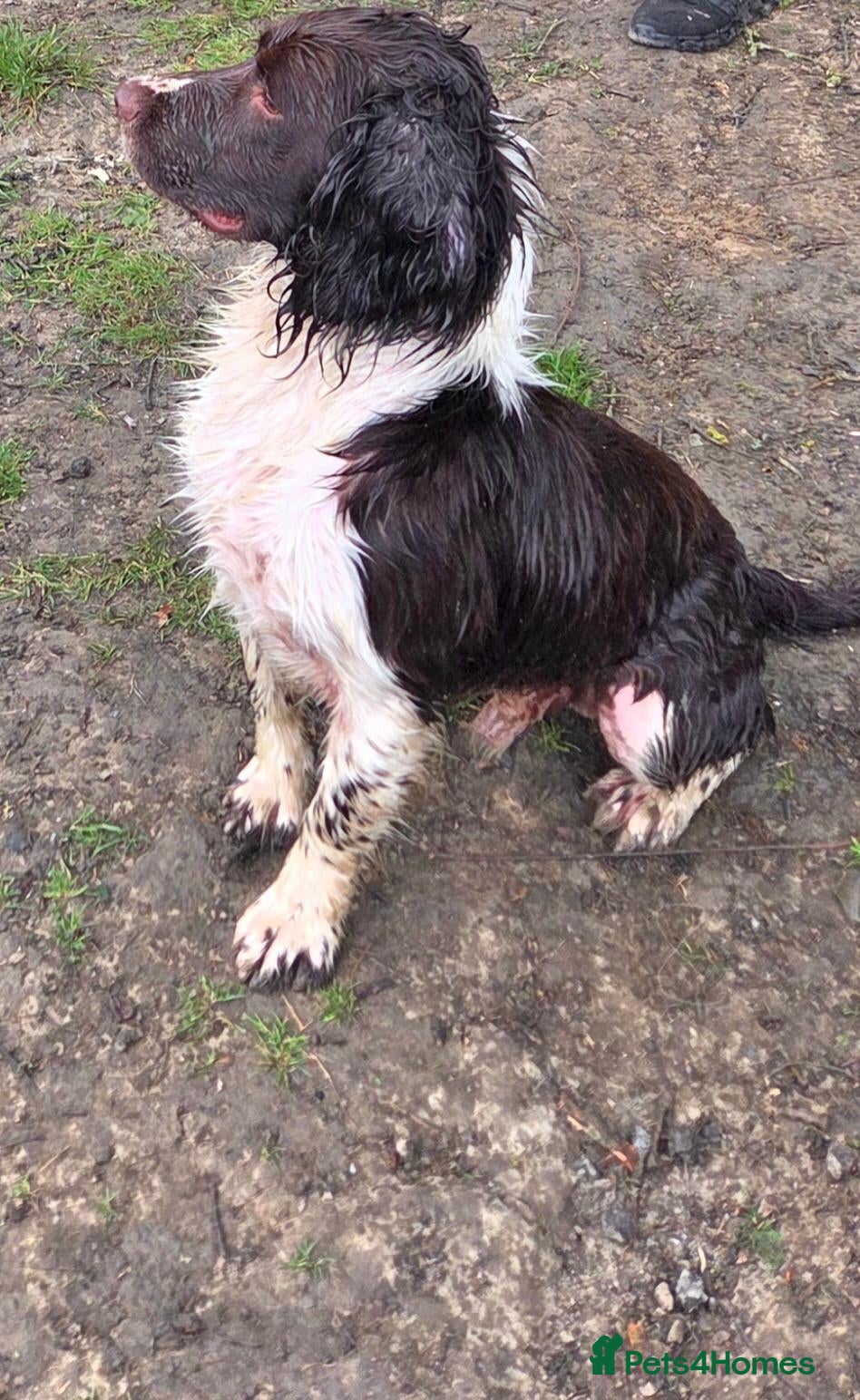 English Springer Spaniel dogs Stud dog - Advert 1