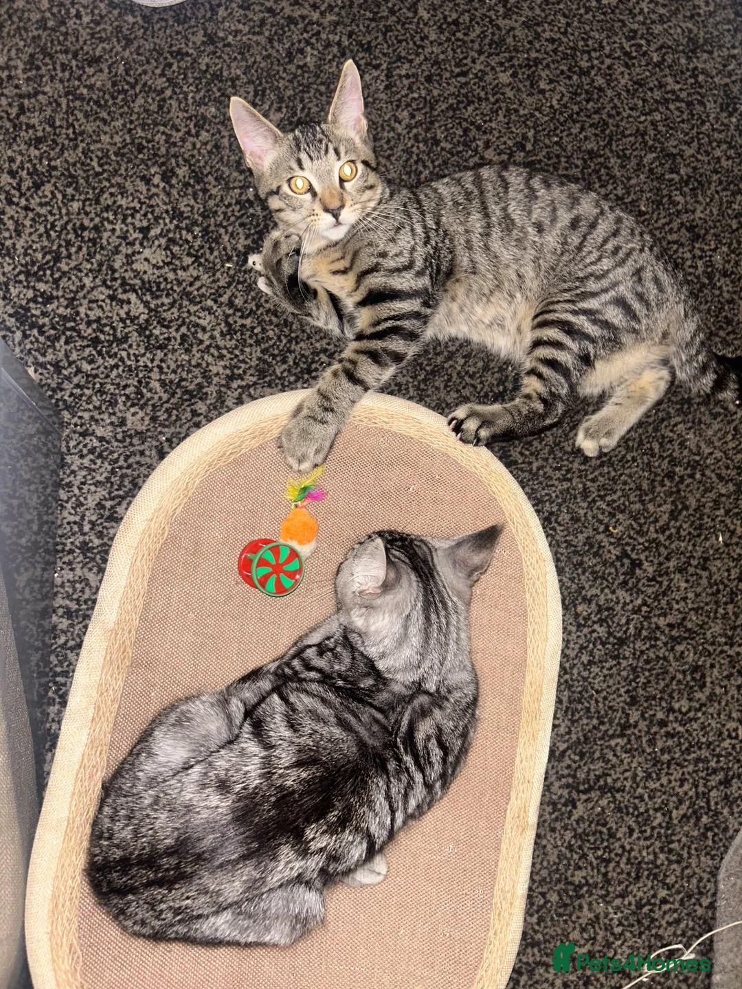 Maine Coon cats for sale: 1 maine coon kitten left! 🐱 - Advert 2
