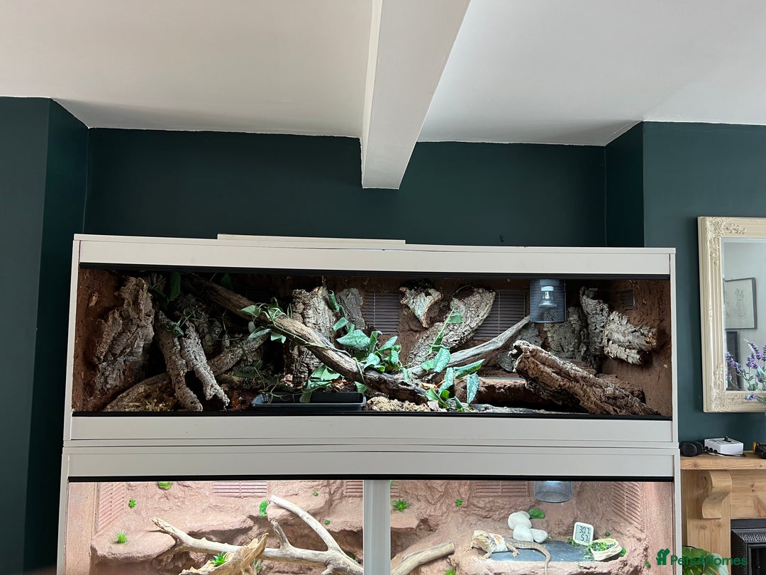 Python Snake reptiles for sale: Royal python and custom viv - Image 4