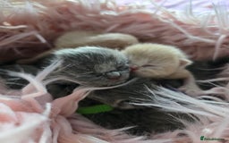 British Shorthair cats for sale: Beautiful Kittens looking forever home 😍😸 - Image 1