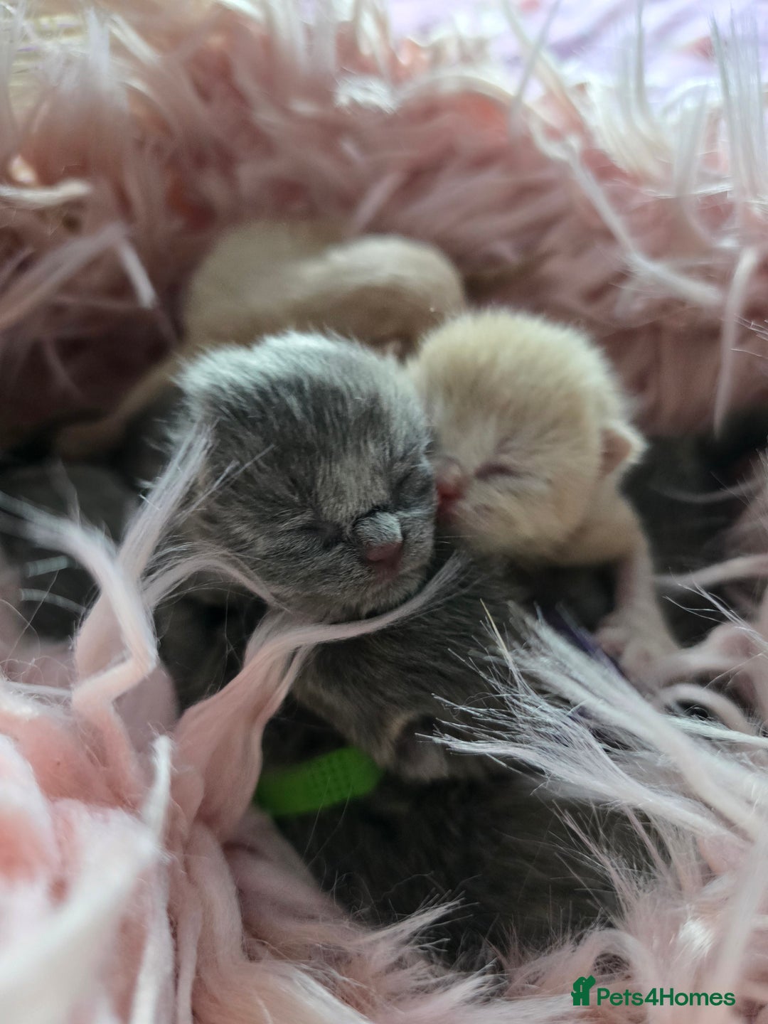 British Shorthair cats for sale: Beautiful Kittens looking forever home 😍😸 - Image 1