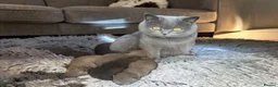 British Shorthair cats for sale: British Shorthair kittens  - Advert 3