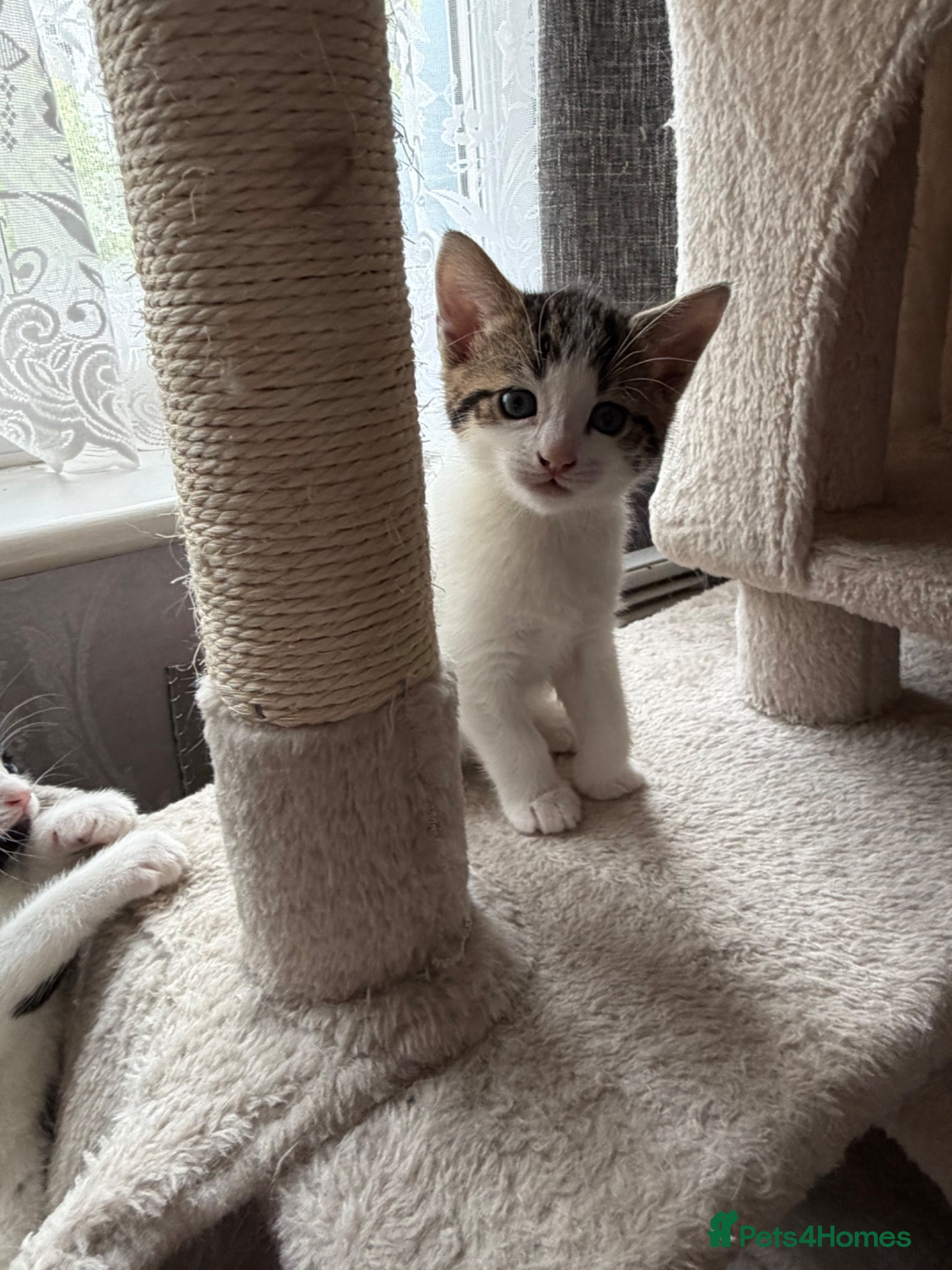 Mixed Breed cats for sale: Female 2 months  - Advert 2