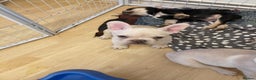 French Bulldog dogs for sale: 5 beautiful French bulldog puppies  - Advert 15