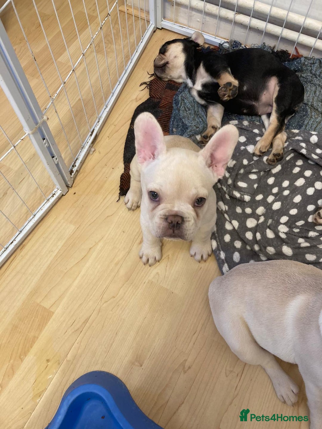 French Bulldog dogs for sale: 5 beautiful French bulldog puppies  - Advert 15