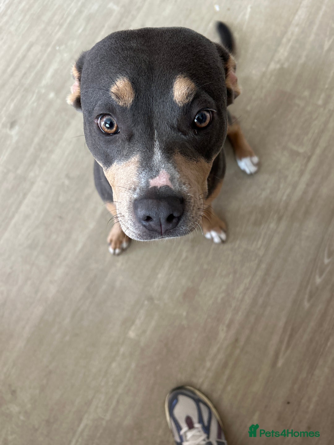 Mixed Breed dogs for sale: Qwennie  - Image 8