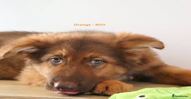 German Shepherd dogs - Advert 2