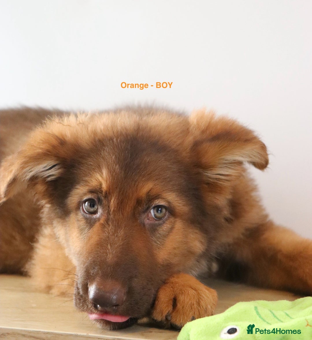 German Shepherd dogs for sale: German Shepherd puppies - Image 3