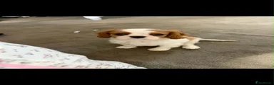 Cavalier King Charles Spaniel 1