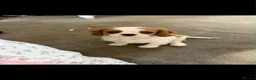Cavalier King Charles Spaniel dogs for sale: Gorgeous cavalier puppy🐶 - Advert 6