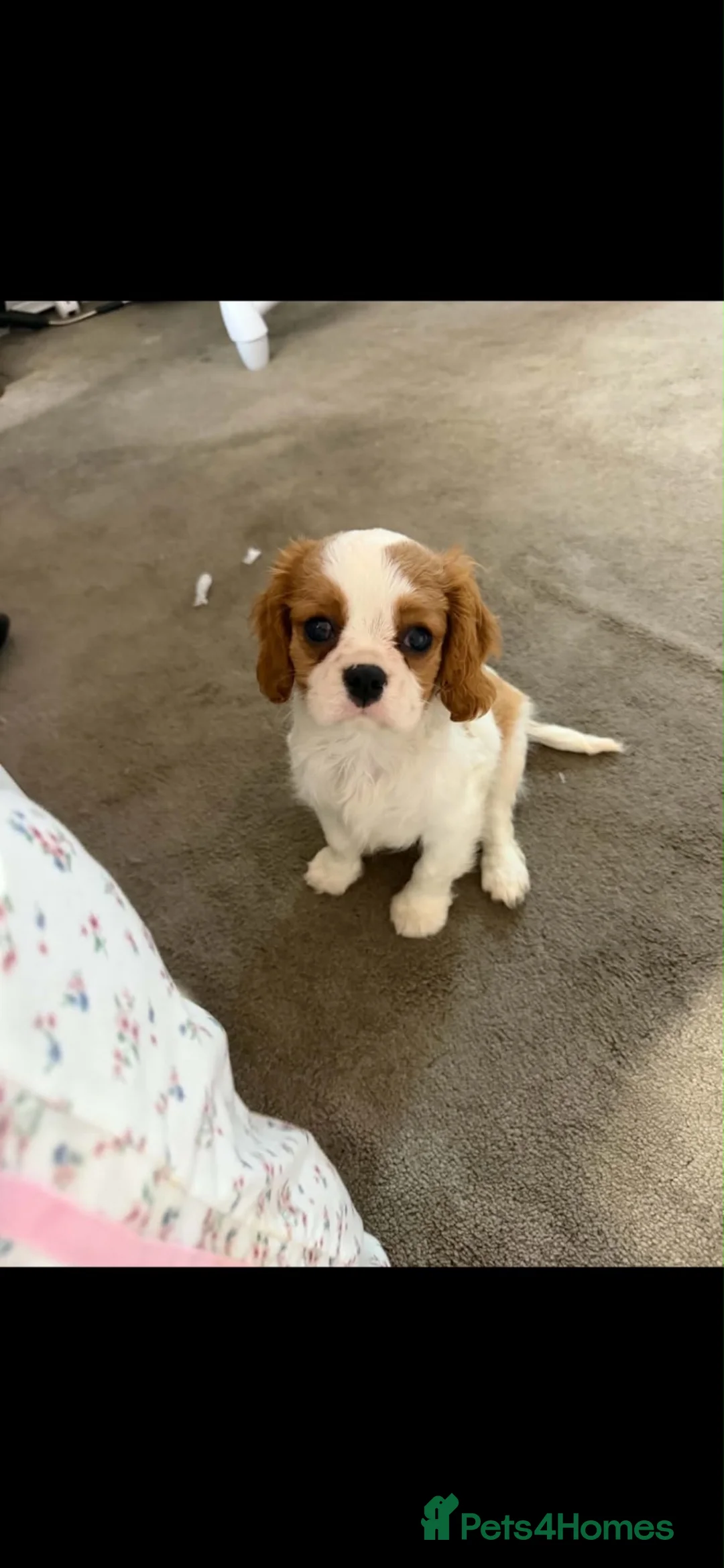 Cavalier King Charles Spaniel dogs for sale: Gorgeous cavalier puppy🐶 - Advert 6
