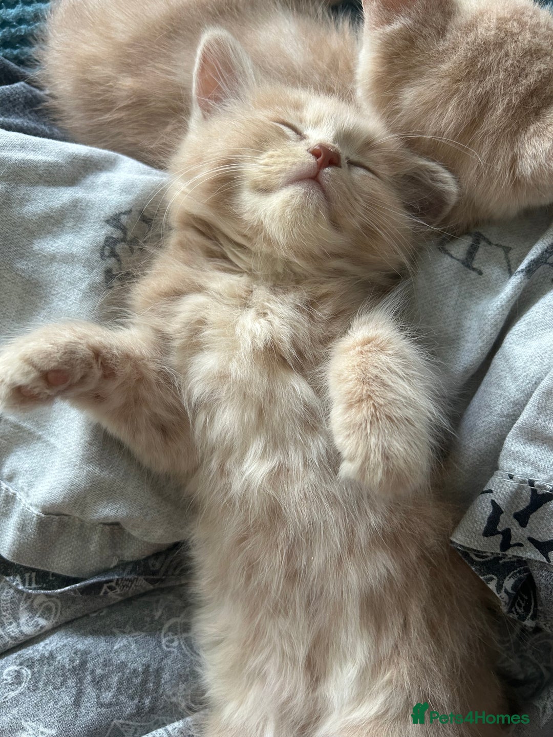 Oriental cats for sale: Oriental X Cream boy available  - Image 2