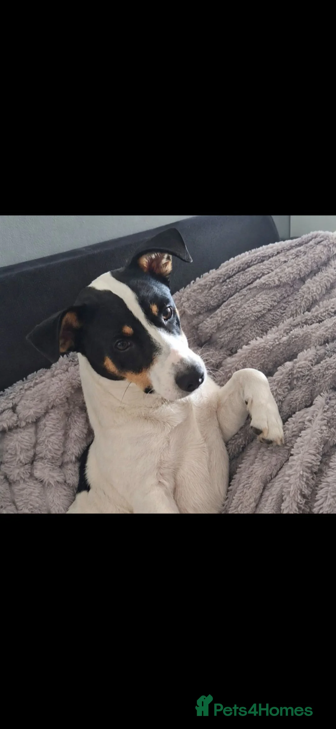 Jack Russell dogs for stud: Stunning male jack russell available for stud in Oldham - Advert 1