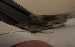 Mixed Breed cats for sale: Half ragdoll girl kittens ready now  - Image 9