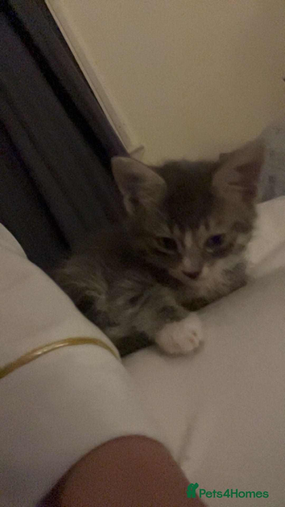 Mixed Breed cats for sale: Half ragdoll girl kittens ready now  - Image 9