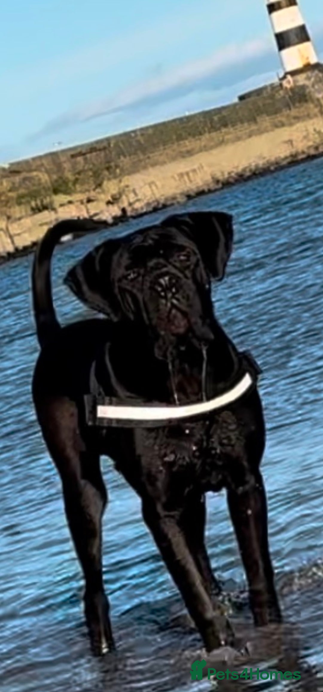 Cane Corso dogs for sale: Cane corso  - Image 4