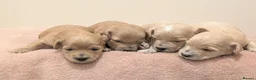 Maltipoo dogs for sale: F1 Apricot & Cream Maltipoo Puppies - Advert 16