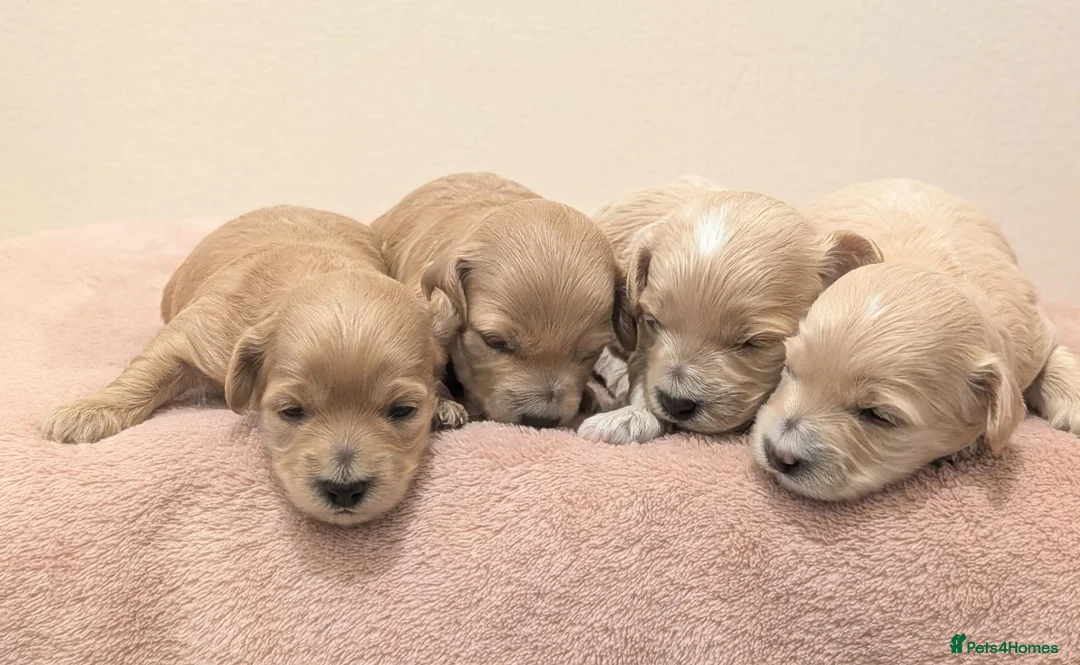 Maltipoo dogs for sale: F1 Apricot & Cream Maltipoo Puppies - Advert 16