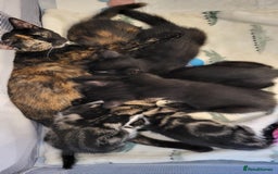 Mixed Breed cats for sale: Kittens Ready Now - Image 15