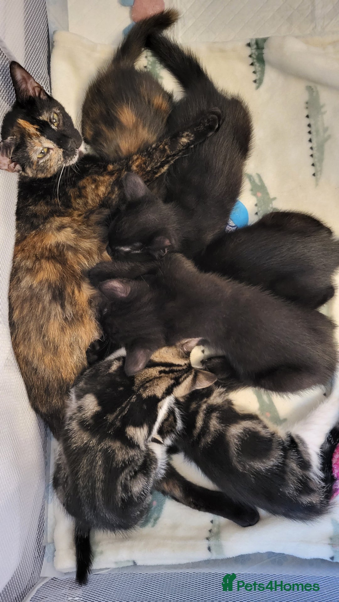 Mixed Breed cats for sale: Kittens Ready Now - Image 15