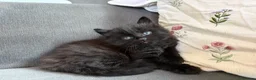 Mixed Breed cats for sale: X Maine Coon kittens  - Advert 10