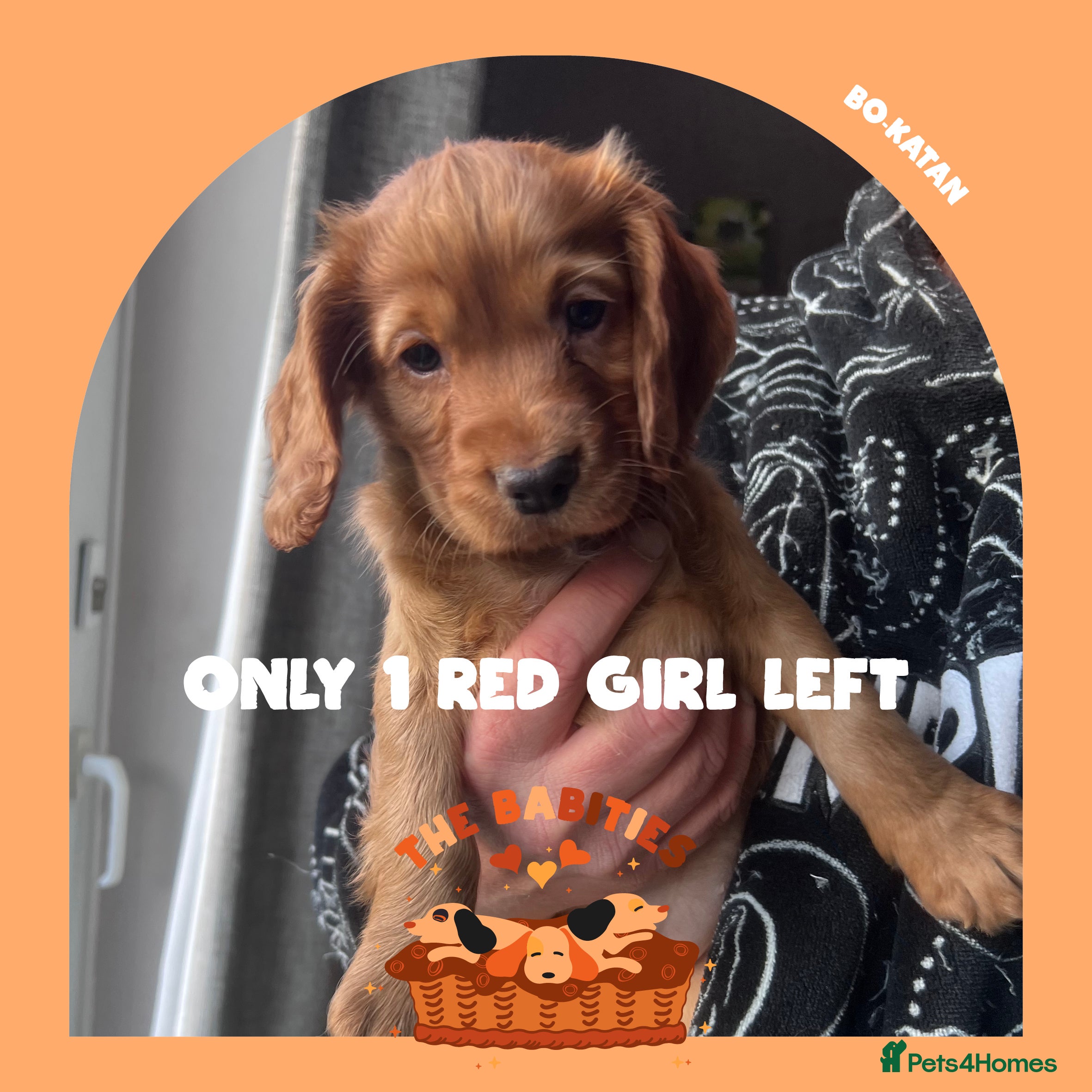 Cocker Spaniel dogs Working Cocker Spaniels Puppies for sale  - Advert 13